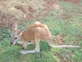 baby_kangaroo.jpg (360382 bytes)