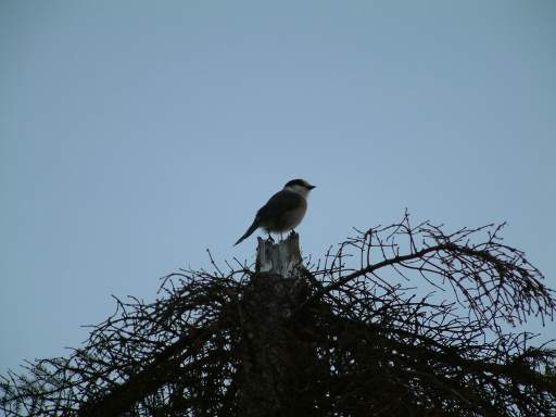Bird near Labrador City