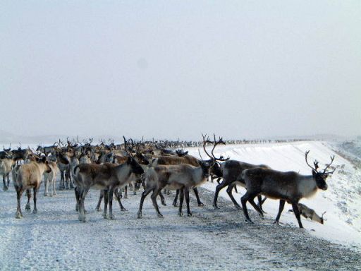Caribou near Labrador City