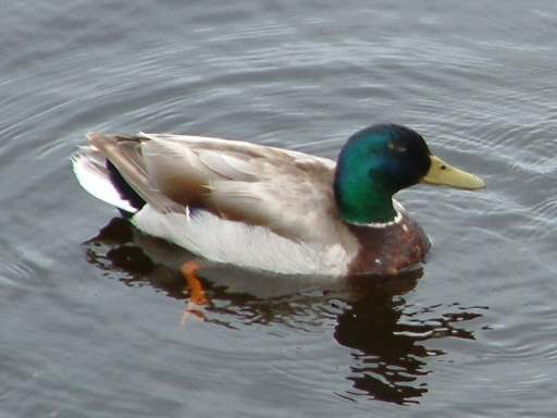 Ducks on the Lake